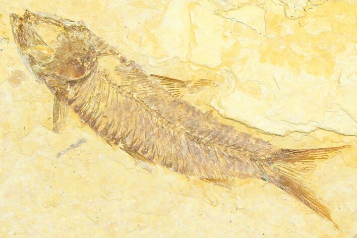 Detailed Fossil Fish (Knightia) - Wyoming #372346